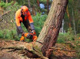 Reliable Frankfort, KY Tree Removal Solutions