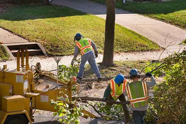 Best Tree Trimming and Pruning  in Frankfort, KY