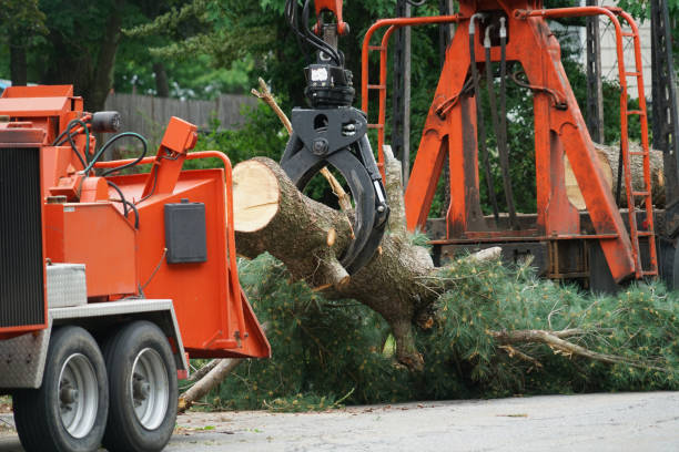 Best Tree Disease Treatment  in Frankfort, KY