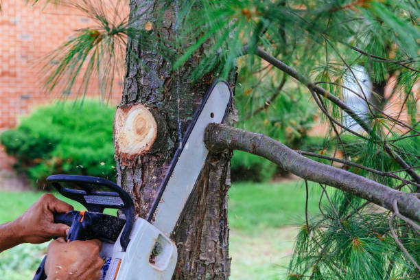 Best Emergency Tree Removal  in Frankfort, KY